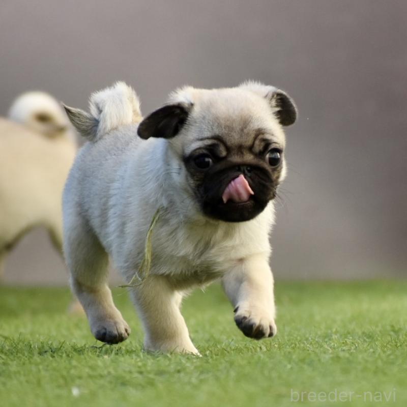 販売中の群馬県のパグ-433938の6枚目