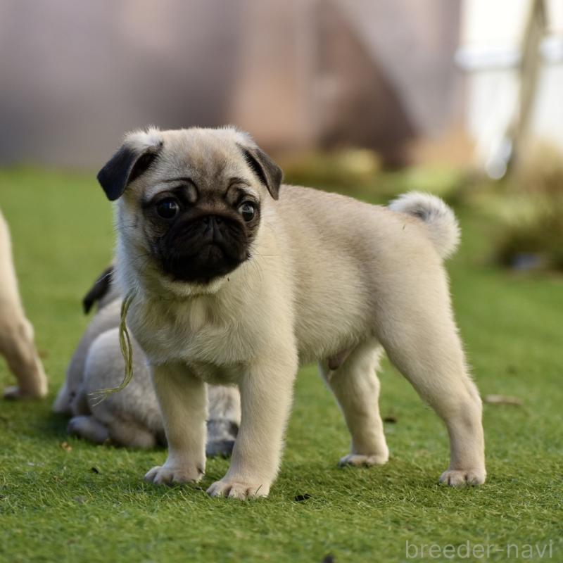 販売中の群馬県のパグ-433938の4枚目