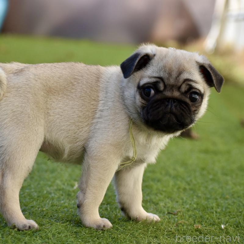 販売中の群馬県のパグ-433938の5枚目