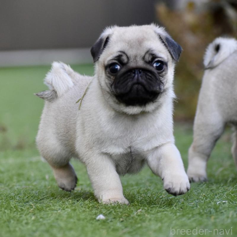 販売中の群馬県のパグ-433938