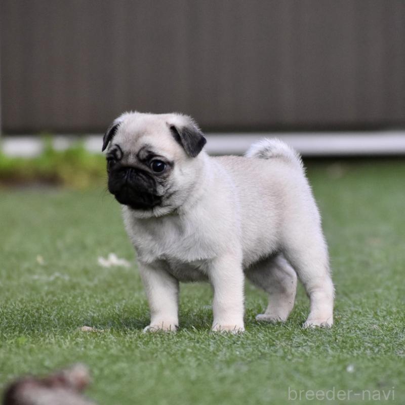 販売中の群馬県のパグ-433938の3枚目