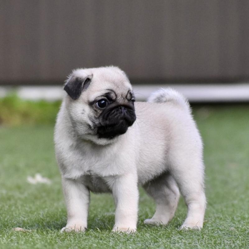 販売中の群馬県のパグ-433938の2枚目