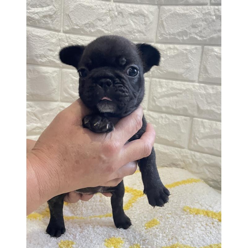 販売中の福岡県のフレンチブルドッグ-433941の4枚目