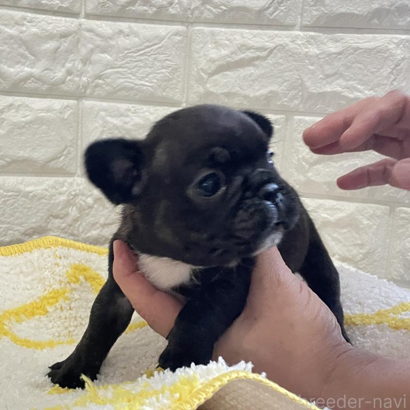 販売中の福岡県のフレンチブルドッグ-433941の3枚目