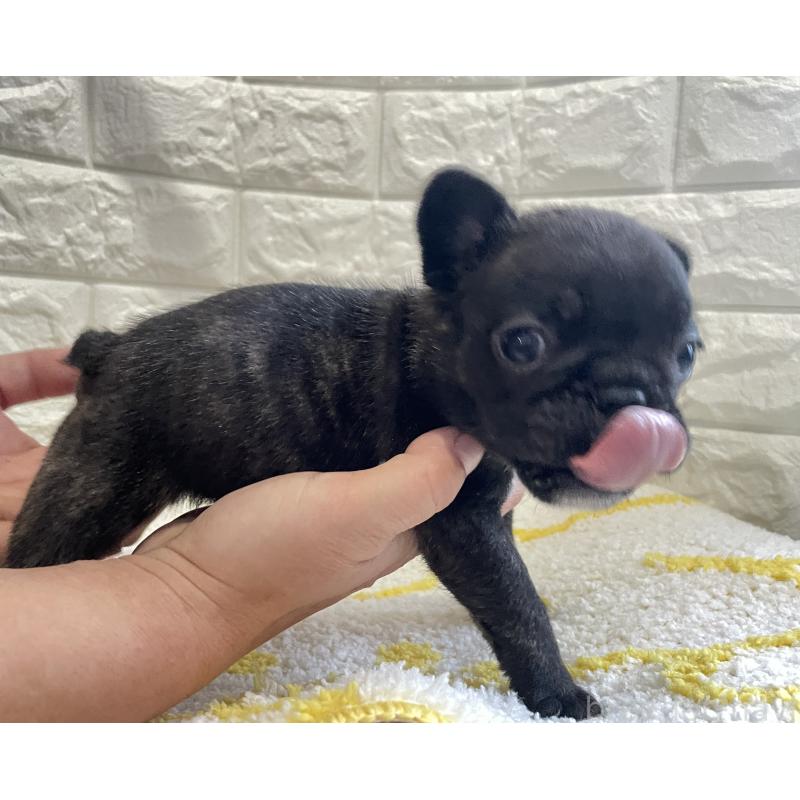 販売中の福岡県のフレンチブルドッグ-433941の2枚目