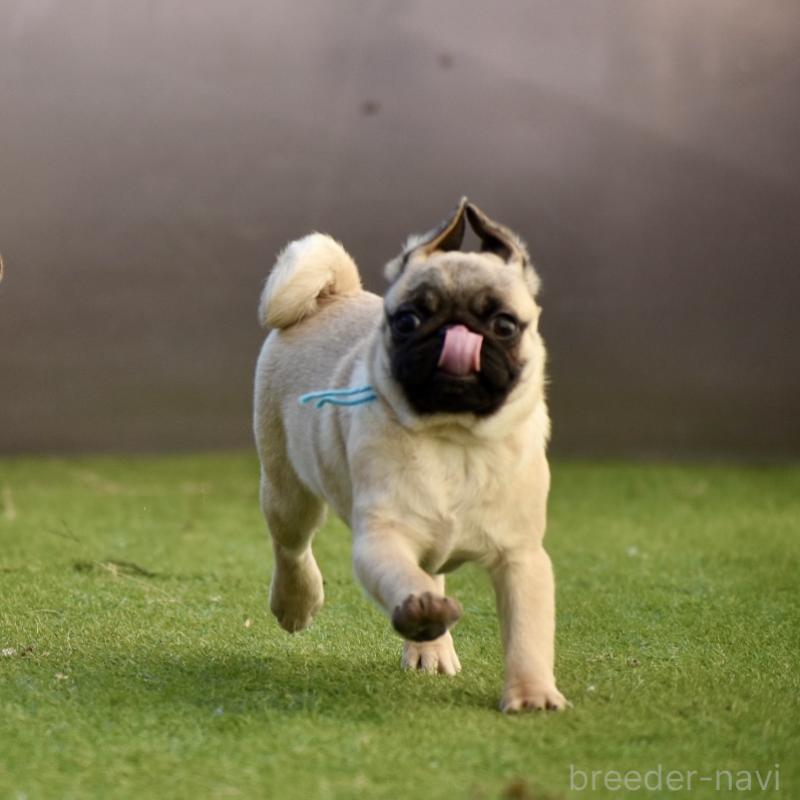 販売中の群馬県のパグ-433939の8枚目