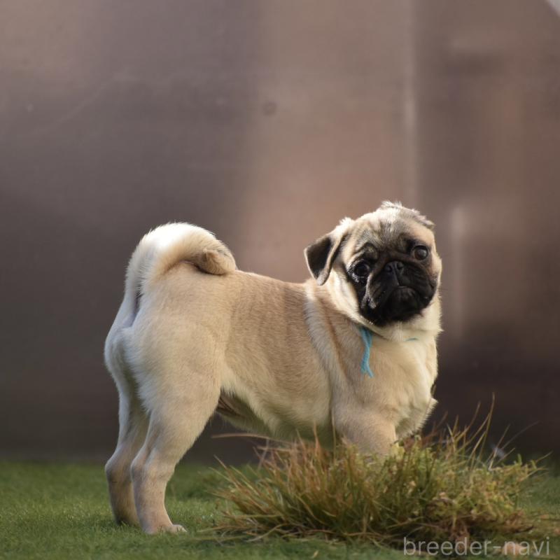 販売中の群馬県のパグ-433939の7枚目