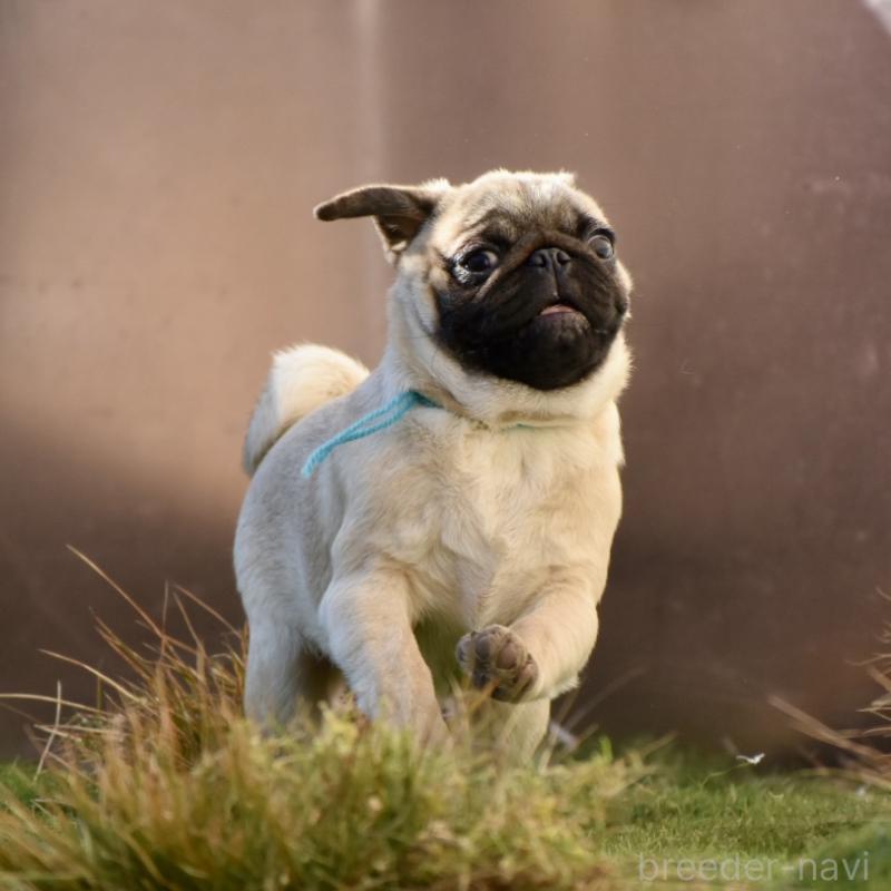 販売中の群馬県のパグ-433939の6枚目