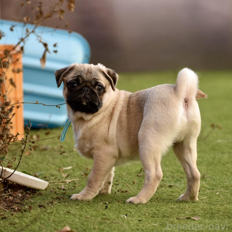 販売中の群馬県のパグ-433939の5枚目