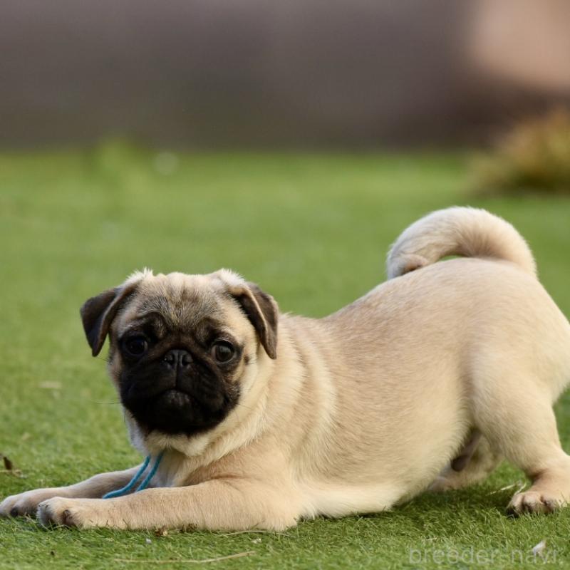 販売中の群馬県のパグ-433939の4枚目