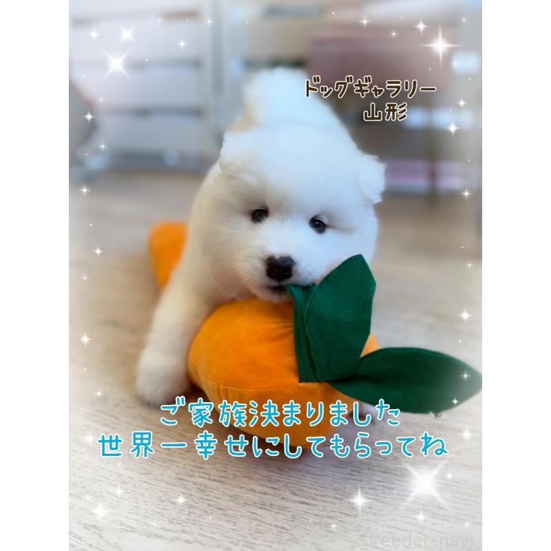 成約済の山形県のサモエド-421301の1枚目