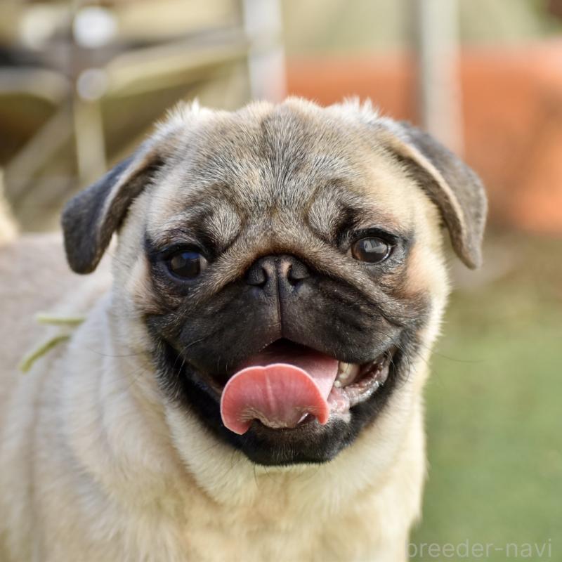 販売中の群馬県のパグ-433940の1枚目