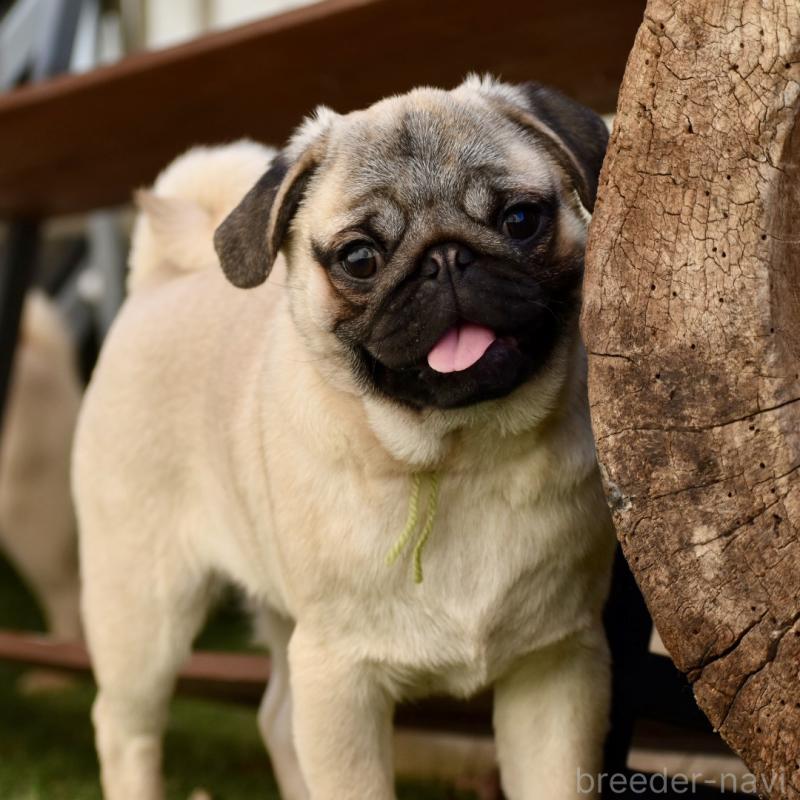 販売中の群馬県のパグ-433940の5枚目