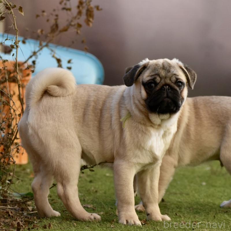 販売中の群馬県のパグ-433940の4枚目