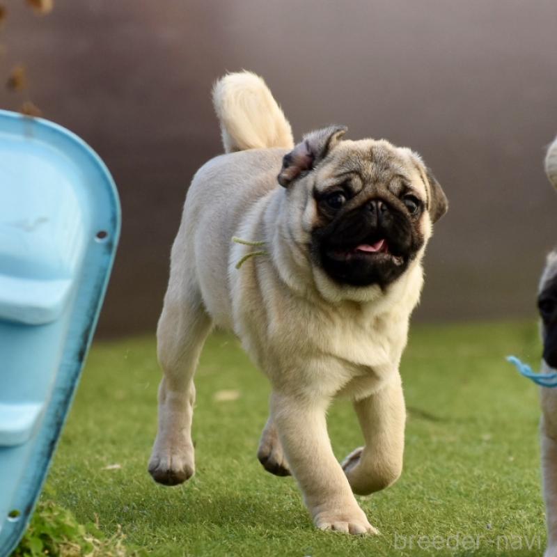 販売中の群馬県のパグ-433940の3枚目