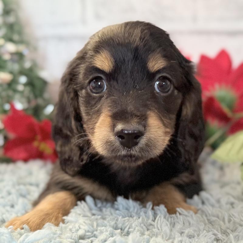 販売中の埼玉県のミニチュアダックスフンド(ロングヘアード)-433950の8枚目