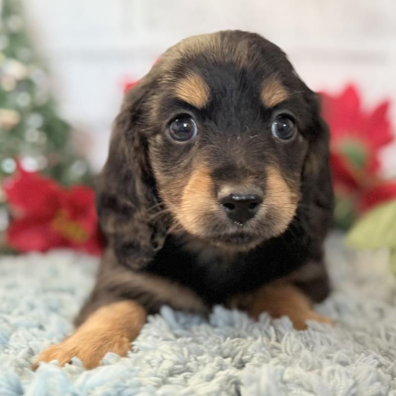 販売中の埼玉県のミニチュアダックスフンド(ロングヘアード)-433950の7枚目