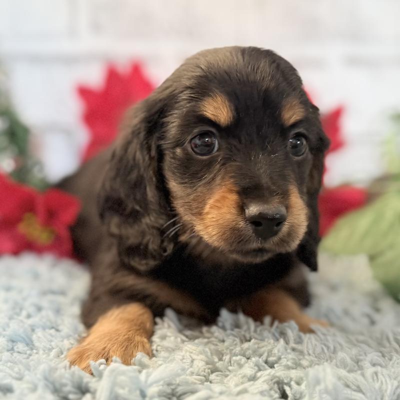 販売中の埼玉県のミニチュアダックスフンド(ロングヘアード)-433950の6枚目