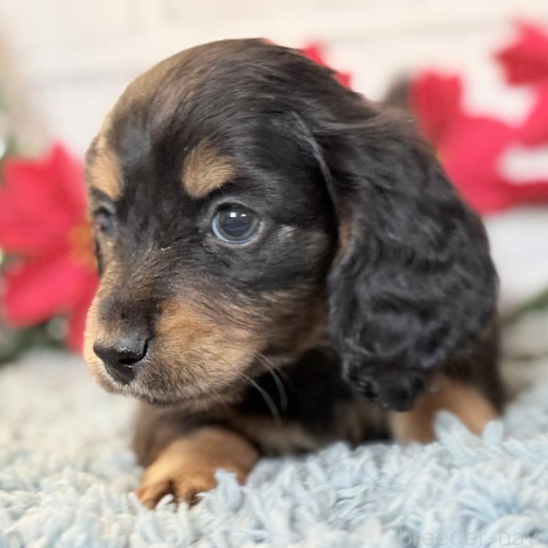 販売中の埼玉県のミニチュアダックスフンド(ロングヘアード)-433950の3枚目