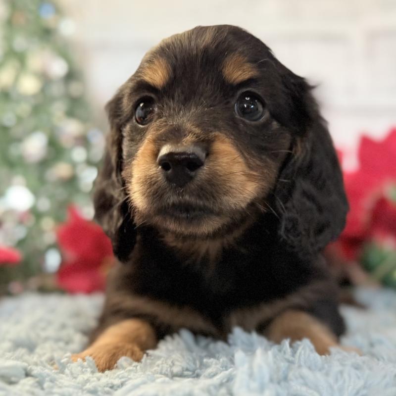 販売中の埼玉県のミニチュアダックスフンド(ロングヘアード)-433950の2枚目