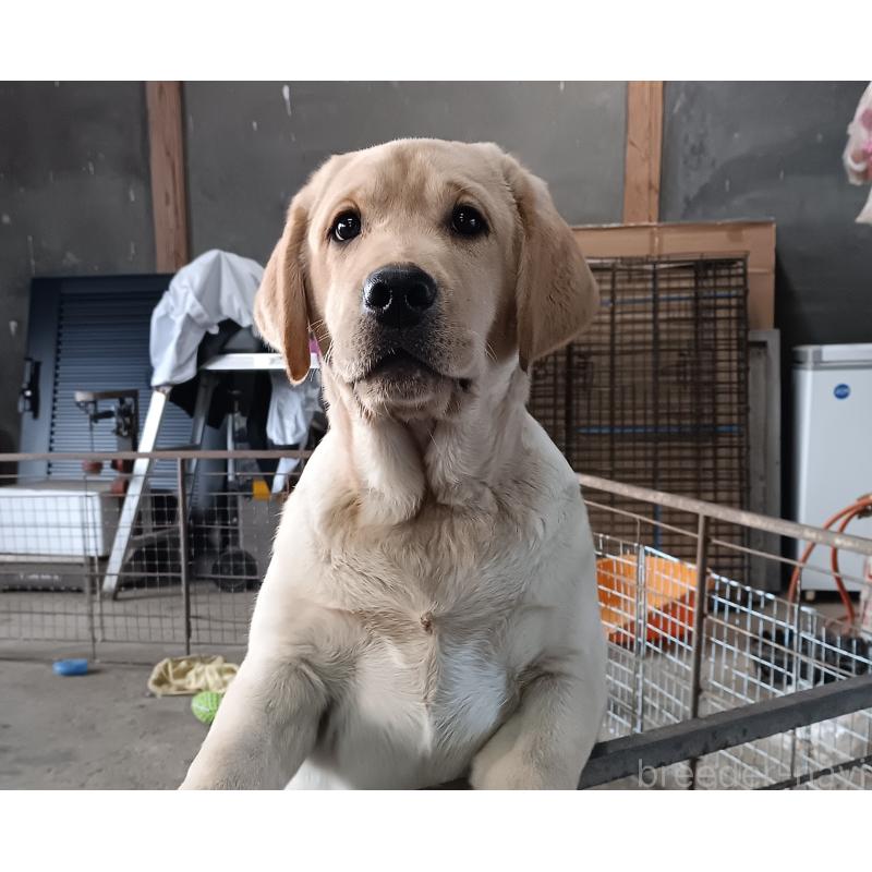 販売中の新潟県のラブラドールレトリーバー-433942の5枚目