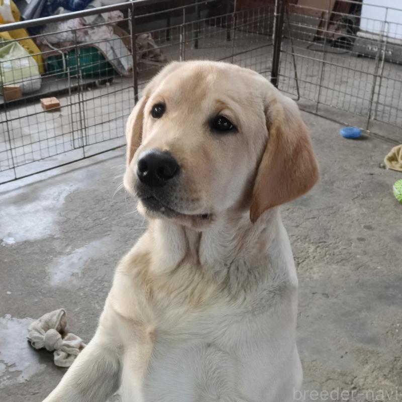 販売中の新潟県のラブラドールレトリーバー-433942の4枚目