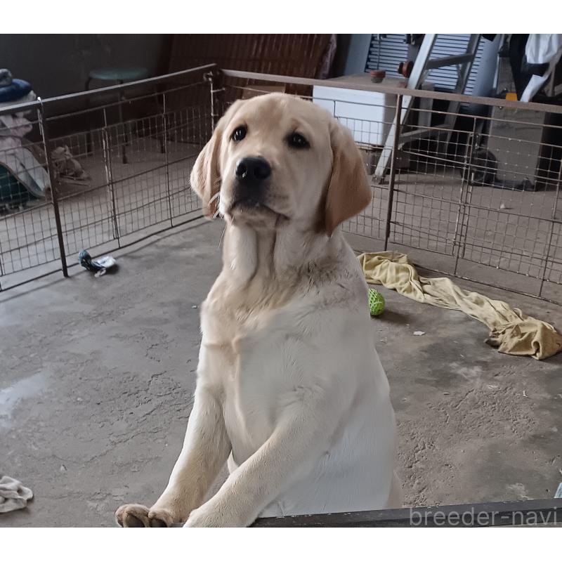 販売中の新潟県のラブラドールレトリーバー-433942の3枚目