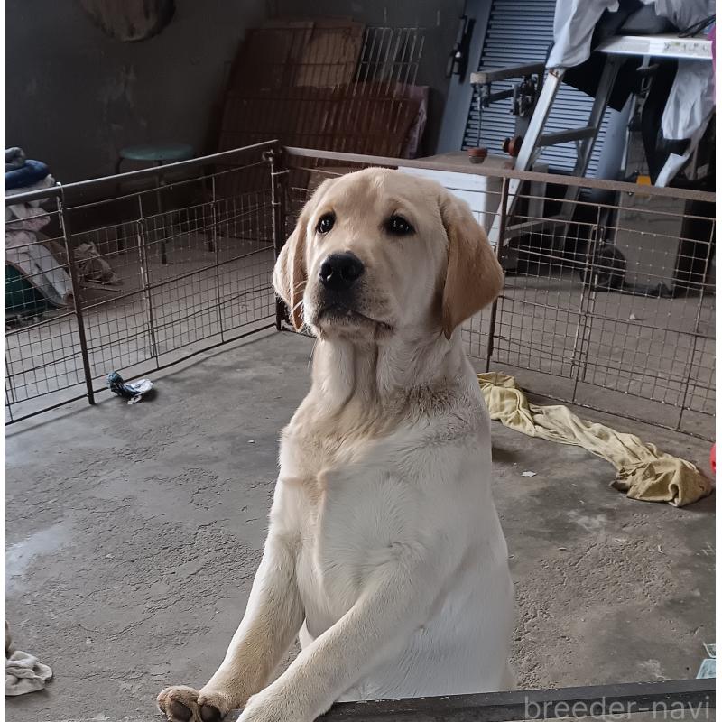 販売中の新潟県のラブラドールレトリーバー-433942の2枚目