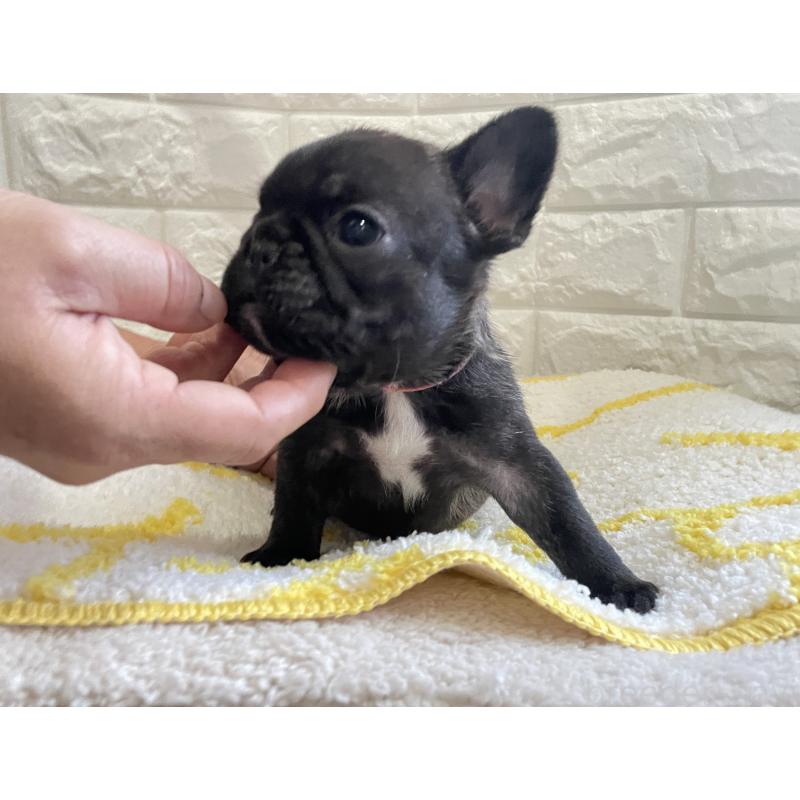 販売中の福岡県のフレンチブルドッグ-433943の4枚目
