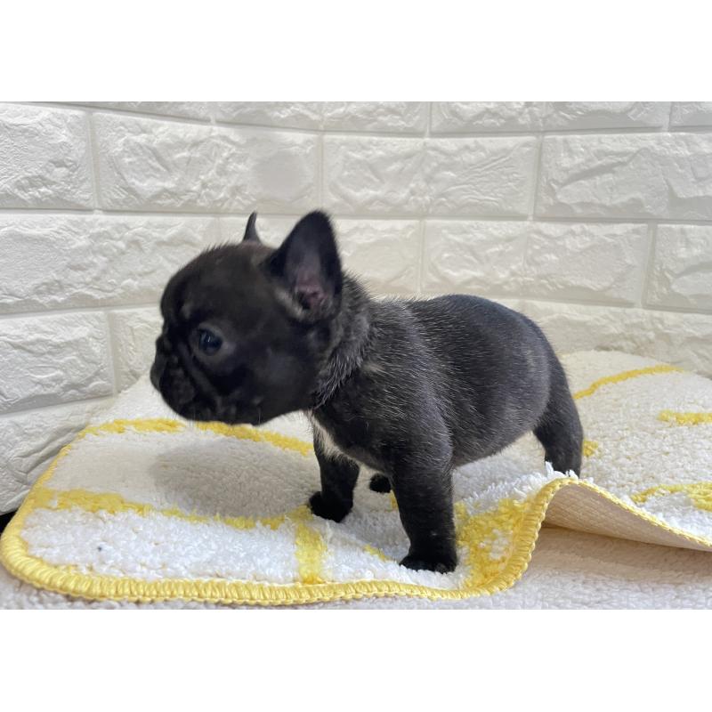 販売中の福岡県のフレンチブルドッグ-433943の3枚目