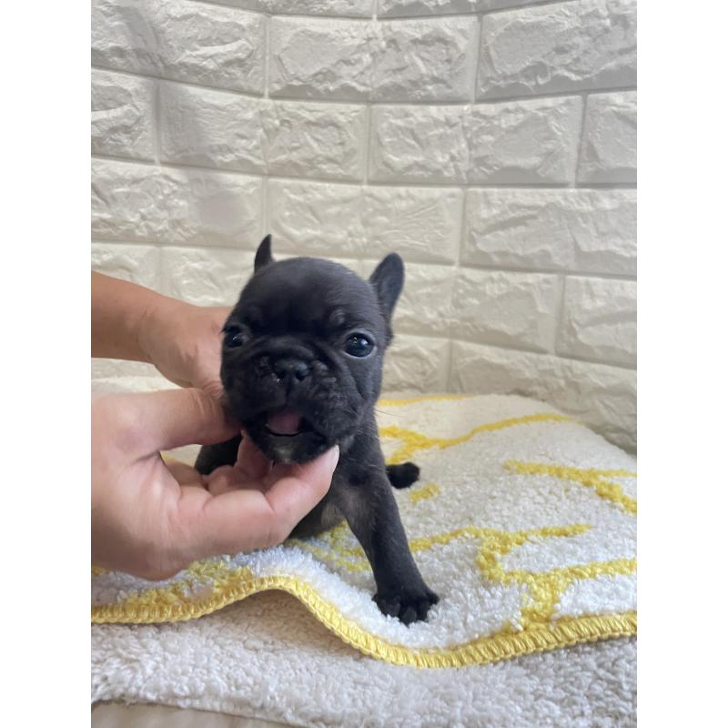 販売中の福岡県のフレンチブルドッグ-433943の2枚目