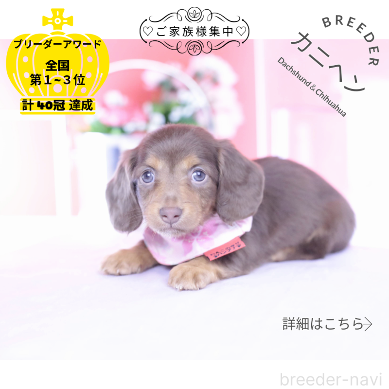 販売中の愛知県のカニンヘンダックスフンド(ロングヘアード)-430599