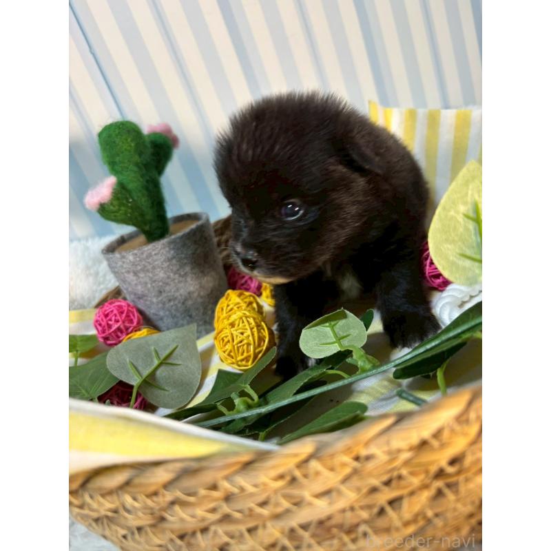 販売中の神奈川県のポメラニアン-433944の4枚目