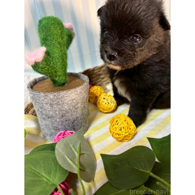 販売中の神奈川県のポメラニアン-433944の3枚目