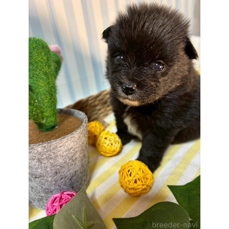 販売中の神奈川県のポメラニアン-433944の2枚目