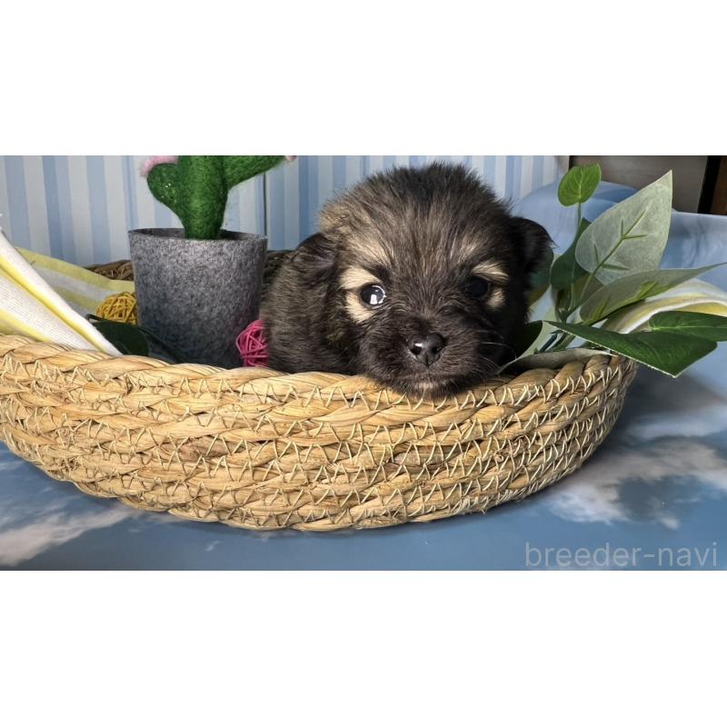 販売中の神奈川県のポメラニアン-433945の1枚目