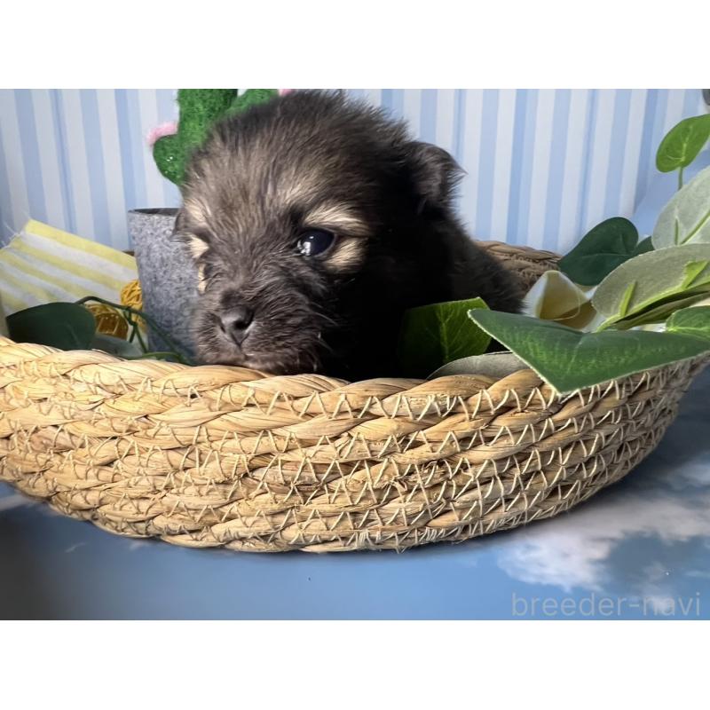 販売中の神奈川県のポメラニアン-433945の6枚目