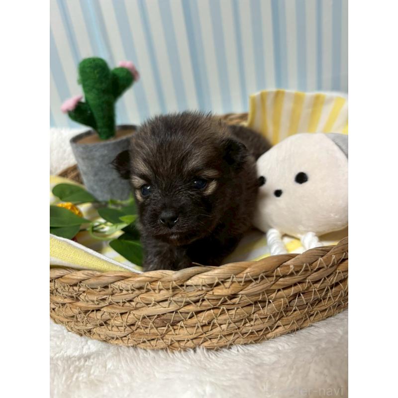 販売中の神奈川県のポメラニアン-433945の5枚目