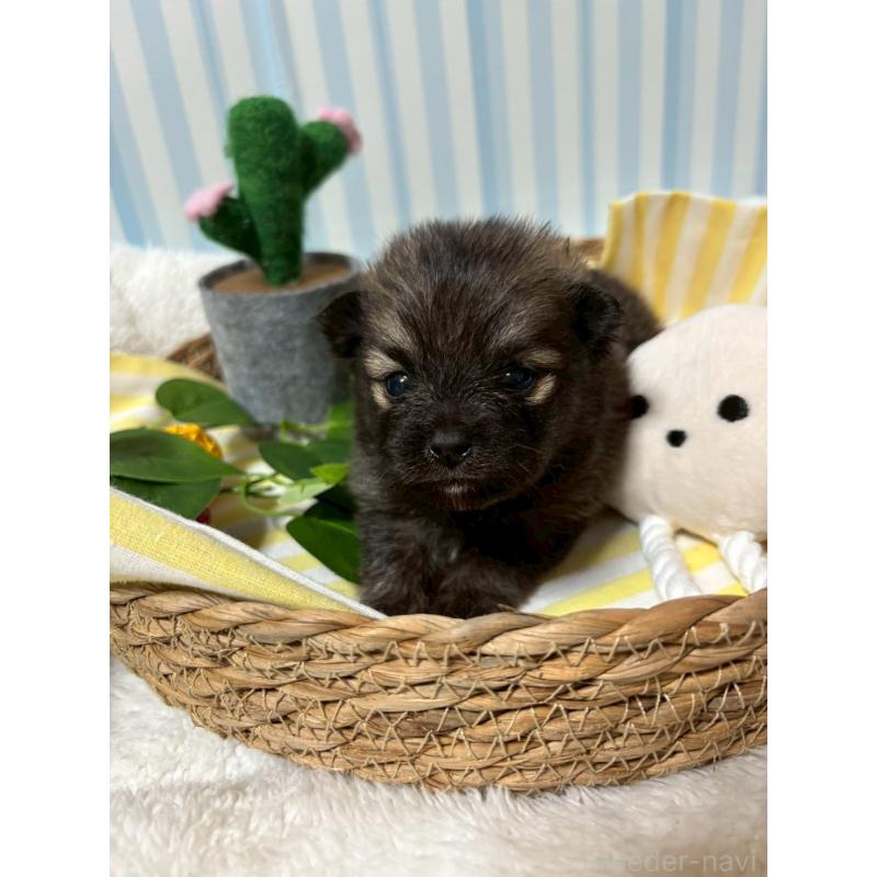 販売中の神奈川県のポメラニアン-433945の4枚目