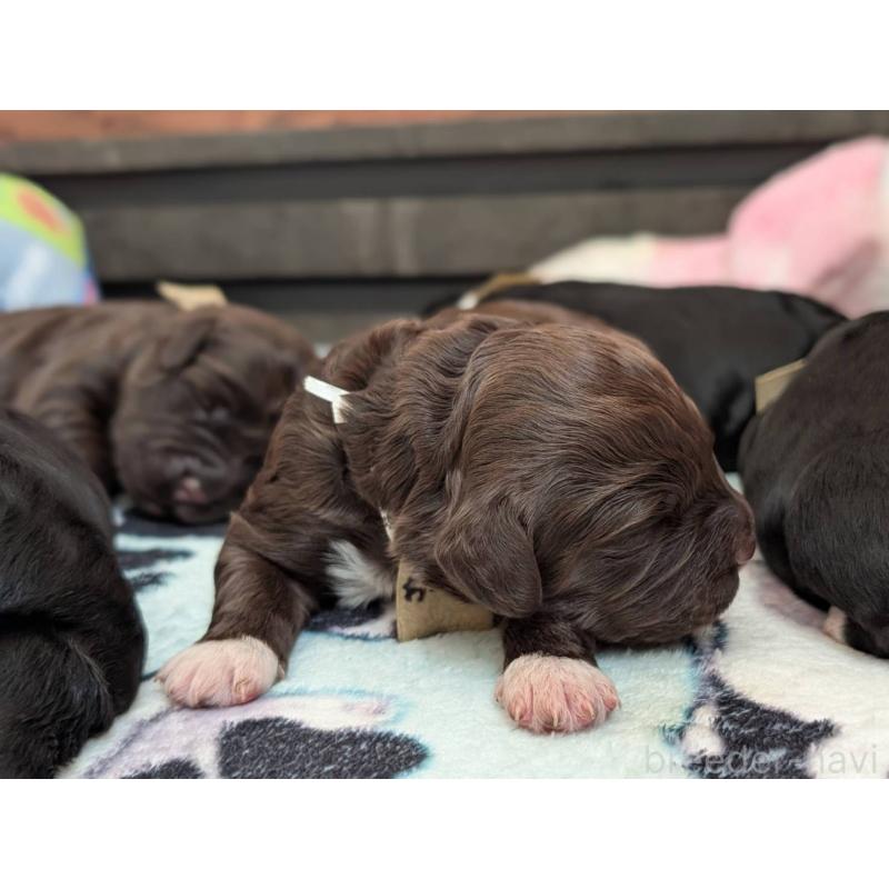 成約済の東京都のポーチュギーズウォータードッグ-433946の5枚目