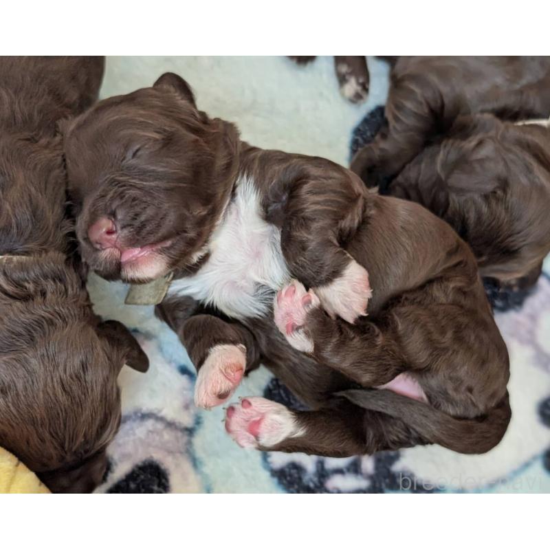 成約済の東京都のポーチュギーズウォータードッグ-433946の4枚目