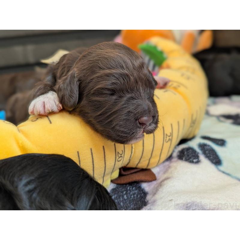 成約済の東京都のポーチュギーズウォータードッグ-433946の3枚目