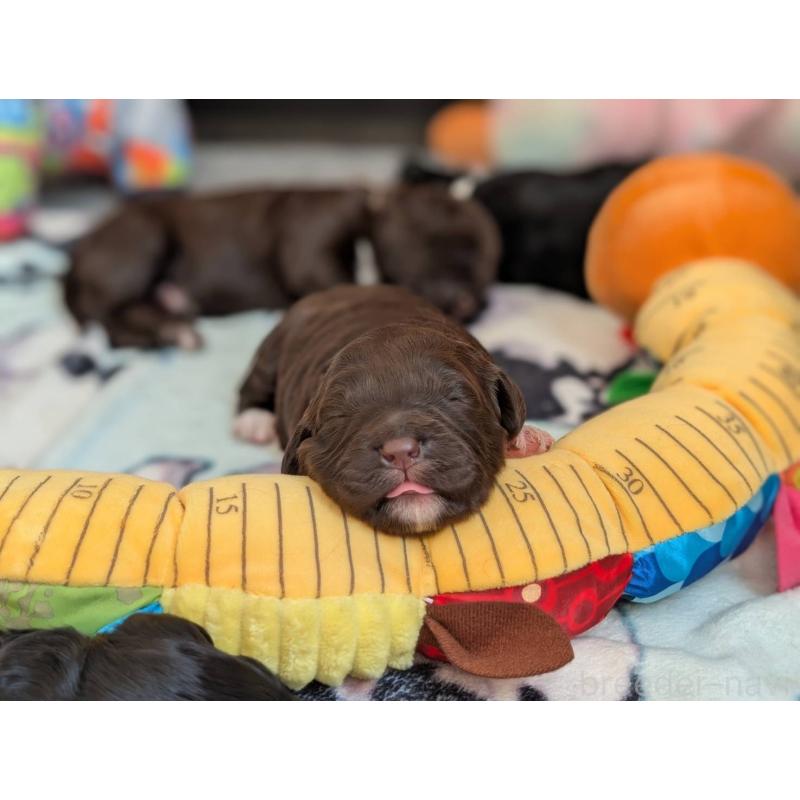 成約済の東京都のポーチュギーズウォータードッグ-433946の2枚目