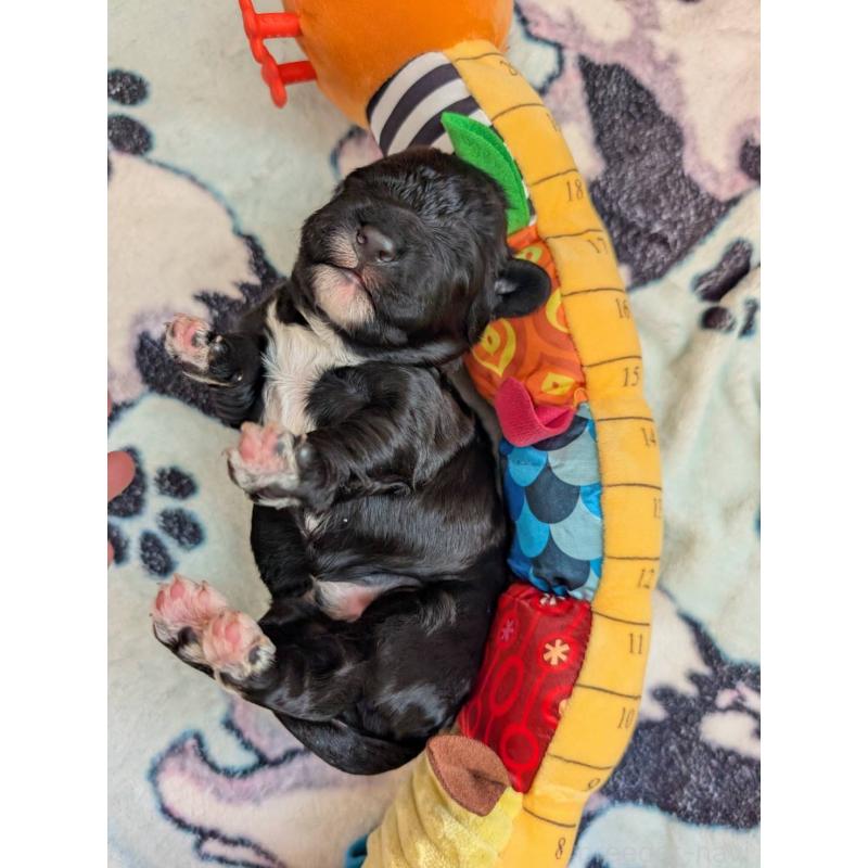 成約済の東京都のポーチュギーズウォータードッグ-433947の8枚目