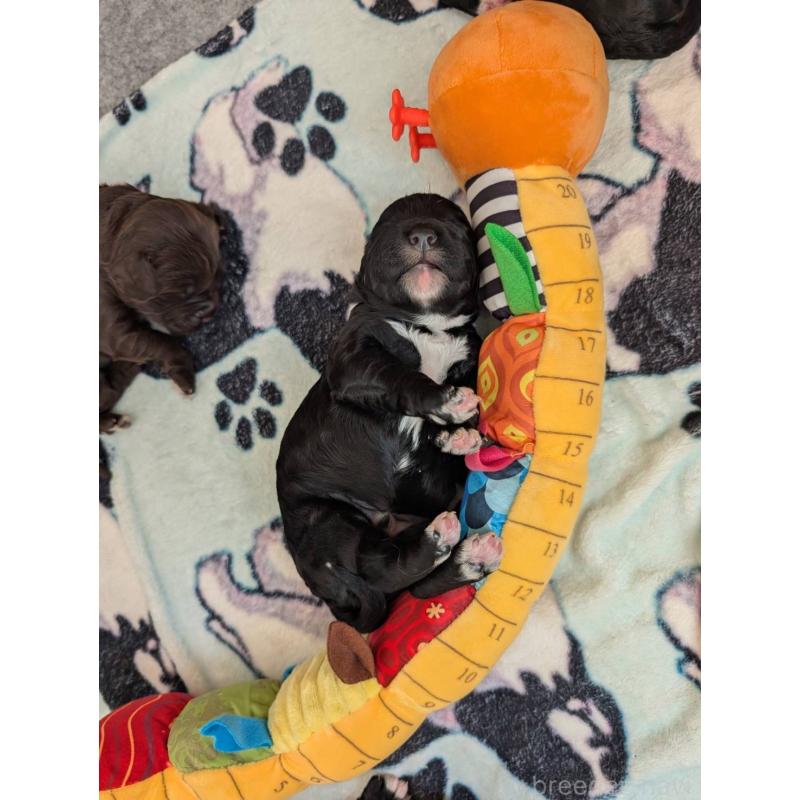 成約済の東京都のポーチュギーズウォータードッグ-433947の6枚目