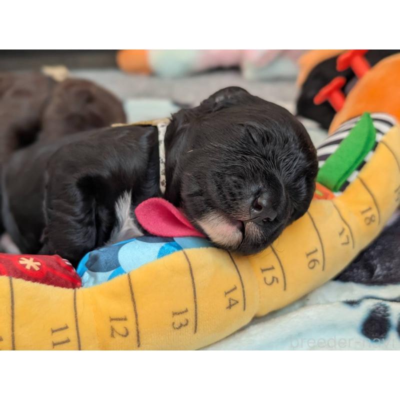 成約済の東京都のポーチュギーズウォータードッグ-433947の7枚目