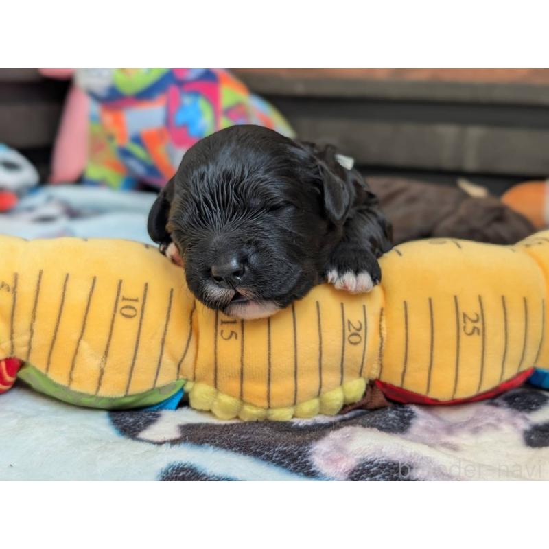 成約済の東京都のポーチュギーズウォータードッグ-433947の5枚目