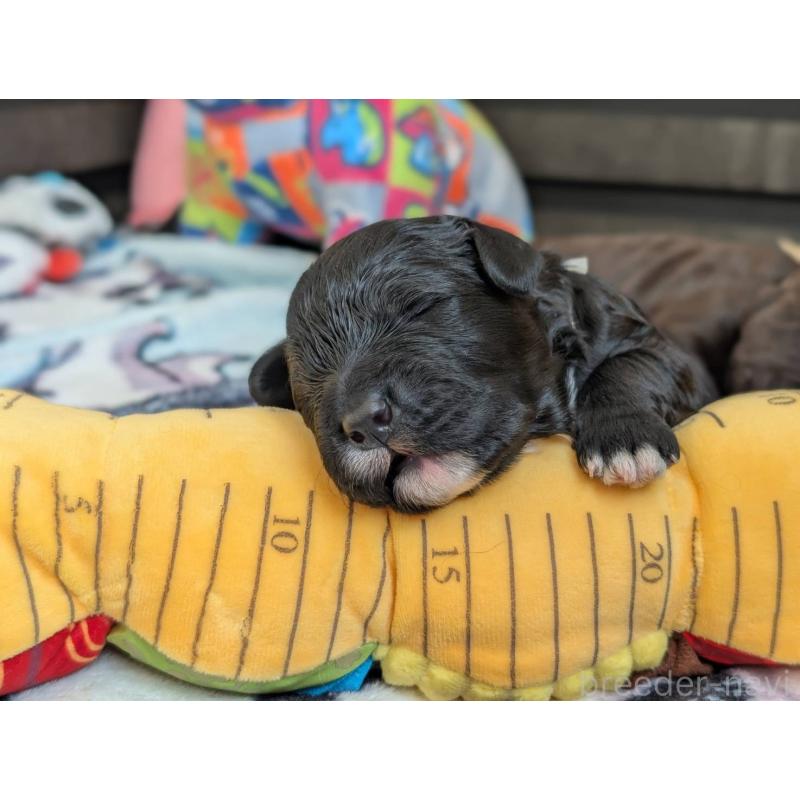 成約済の東京都のポーチュギーズウォータードッグ-433947の4枚目