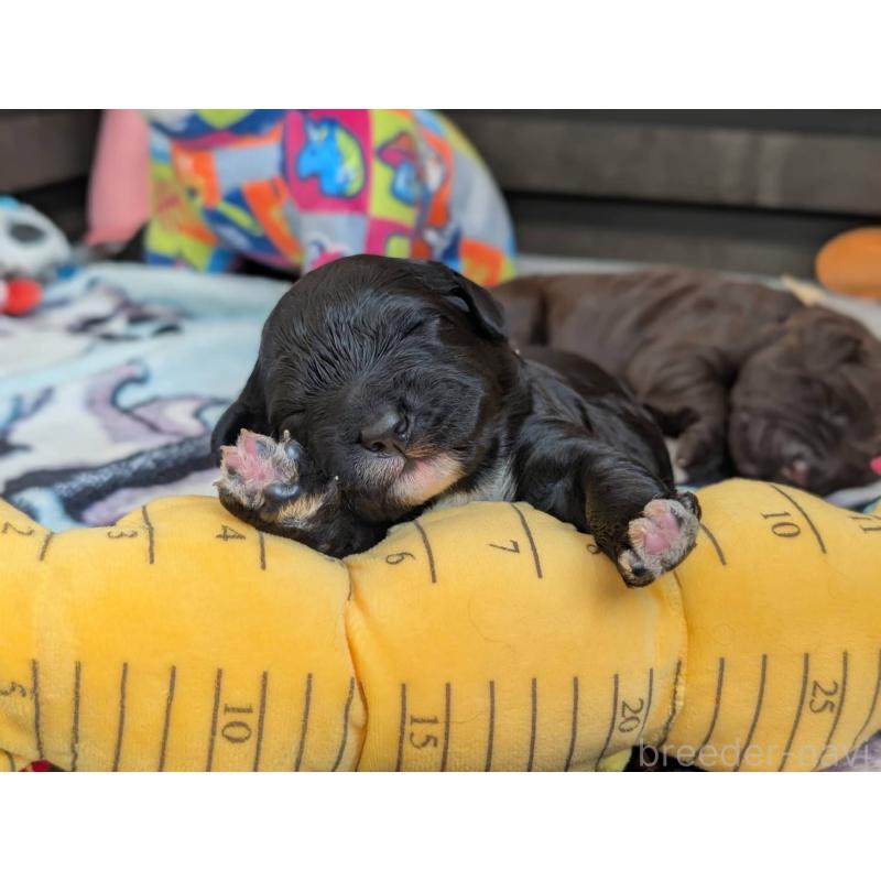 成約済の東京都のポーチュギーズウォータードッグ-433947の2枚目