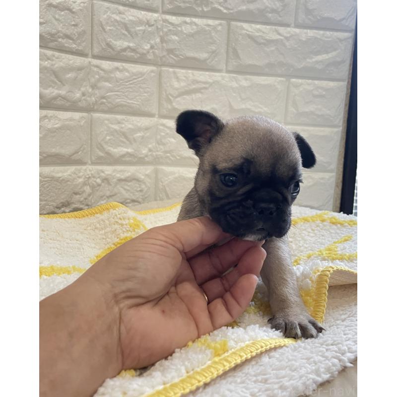 販売中の福岡県のフレンチブルドッグ-433949の4枚目